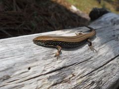 Dwarf Alligator Lizard photo 2
