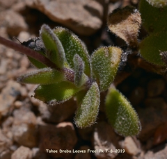 Draba asterophora