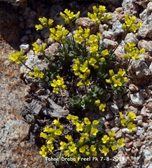 Draba asterophora
