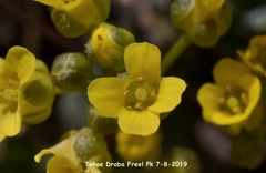 Draba asterophora