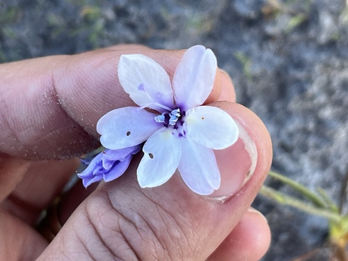 Babiana patersoniae