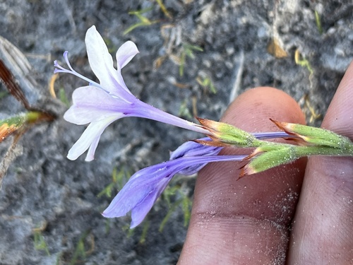 Babiana patersoniae
