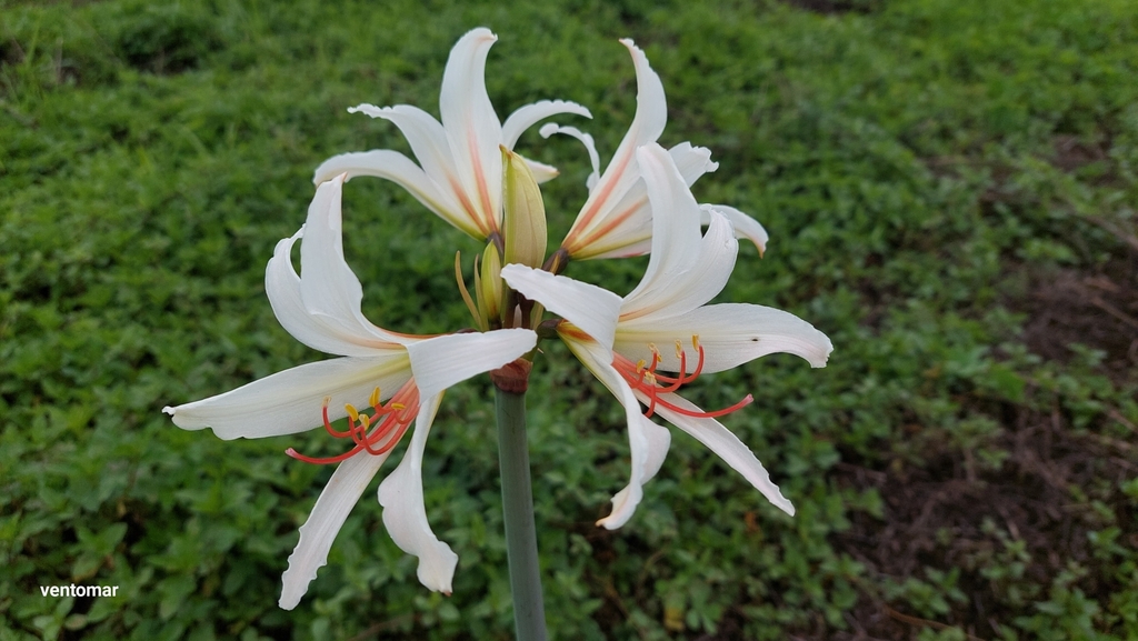 Hippeastrum breviflorum