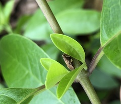 Clovia conifera
