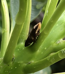 Ptyelinellus praefractus