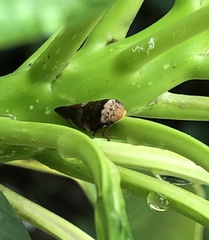 Ptyelinellus praefractus