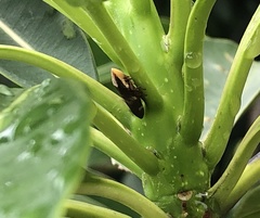 Ptyelinellus praefractus