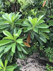 Ptyelinellus praefractus