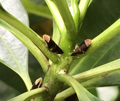 Ptyelinellus praefractus