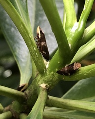 Ptyelinellus praefractus