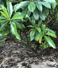 Ptyelinellus praefractus