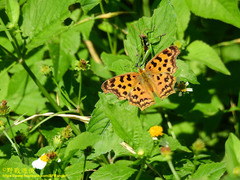 Polygonia c-aureum lunulata