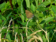 Rapala varuna formosana