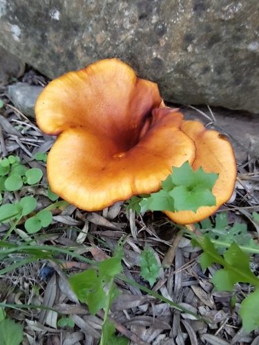 Omphalotus olearius — (c) Jean-Luc Ferrière, some rights reserved (CC BY)