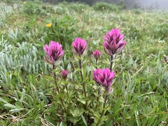 Castilleja parviflora olympica