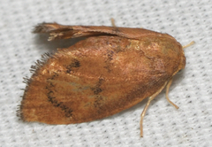 Heterogenea shurtleffi