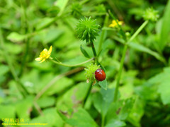 Argopus