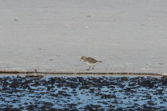 Charadrius alticola