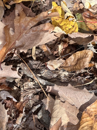 Spring Peeper photographed in Rhode Island