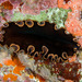 Pseudobiceros hymanae - Photo (c) David R,  זכויות יוצרים חלקיות (CC BY-NC)