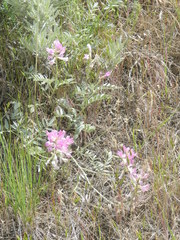 Oxytropis besseyi