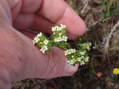 Micro Yellowwort (Sebaea minutiflora)