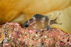 Azurina lepidolepis