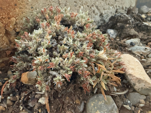 Image of Paronychia sessiliflora by (c) Zach Earl, some rights reserved (CC BY)