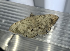 Anticarsia gemmatalis