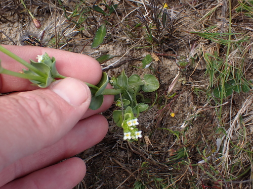 Image of Sebaea minutiflora by (c) Eugene Hahndiek, some rights reserved (CC BY-SA)