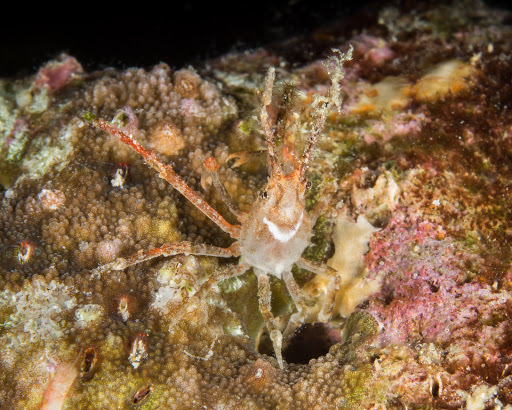 White-V Hydroid Spider Crab