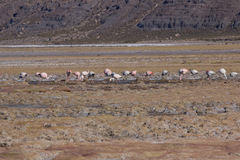 Phoenicoparrus jamesi