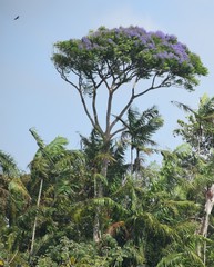 Jacaranda copaia