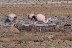 Phoenicoparrus andinus