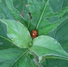 Harmonia axyridis