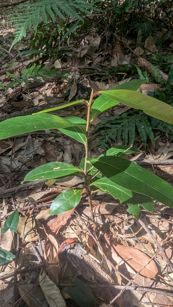 Cryptocarya glaucescens botanical reference