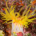 Sea Anemones and Corals - Photo (c) David R, some rights reserved (CC BY-NC)