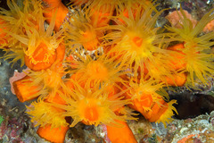 Tubastraea