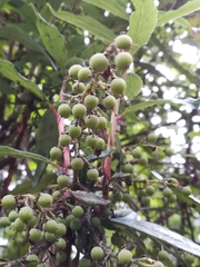 Comarostaphylis discolor