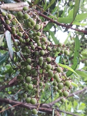 Comarostaphylis discolor