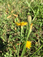 Scorzoneroides autumnalis