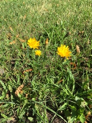 Scorzoneroides autumnalis