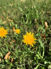 Scorzoneroides autumnalis