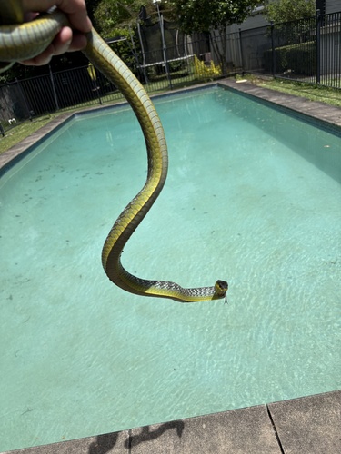 Common Tree Snake sighting