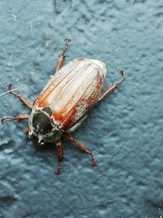 Melolontha melolontha