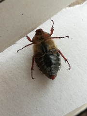Melolontha melolontha