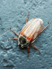 Melolontha melolontha