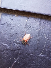 Melolontha melolontha