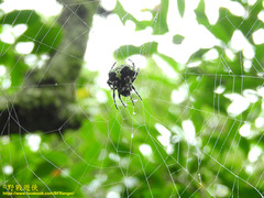 Araneus seminiger