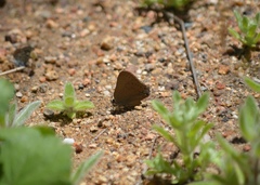 Satyrium saepium